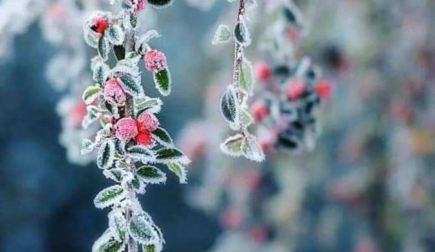 Nový rok, zdraví, přání. PF2024