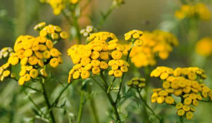 Mast, bylinky, zdravi