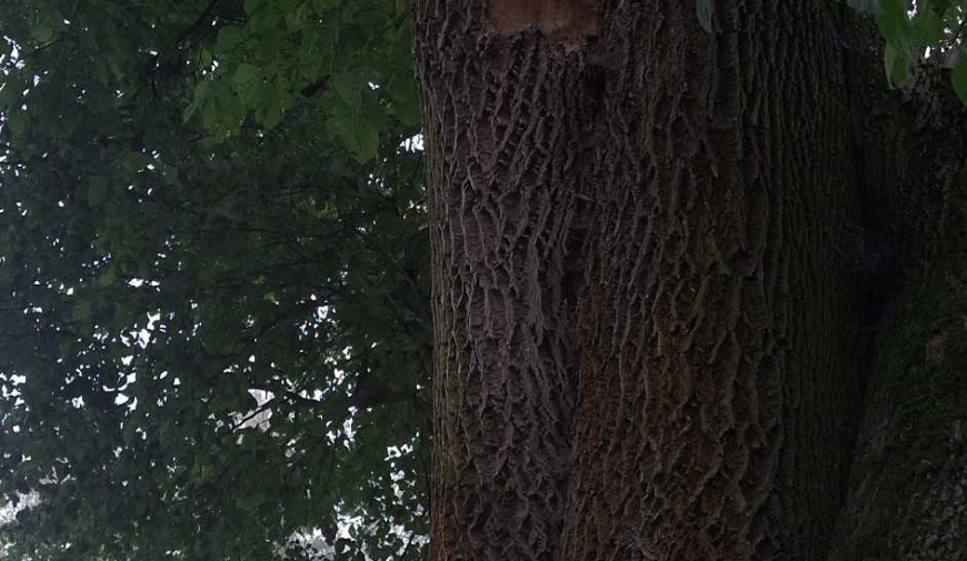 zdraví, stromy, duševní pohoda, spirit, 