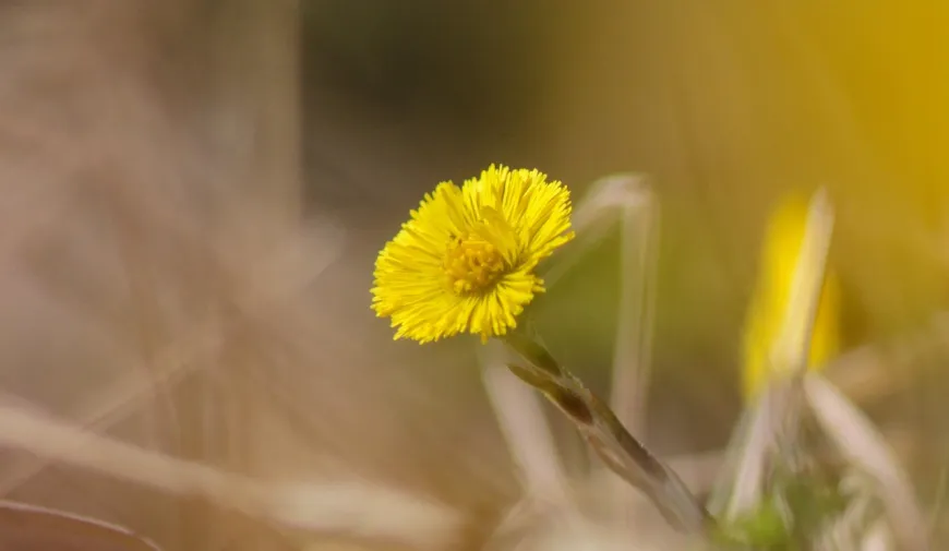 Bylinky, podbel, zdravi, masaze